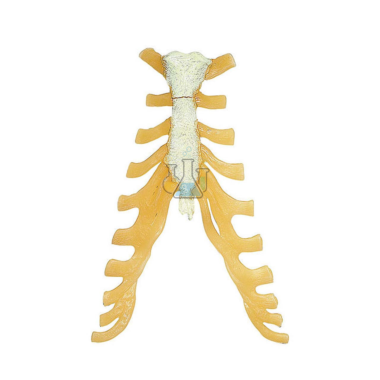 Sternum Model